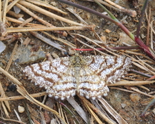 Lyngmåler (Ematurga atomaria)