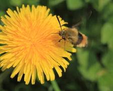 Smalkantet humlesvermer (Hemaris tityus)