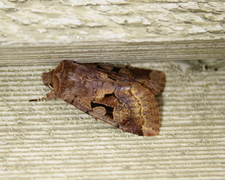 Buemerket seljefly (Orthosia gothica)