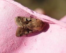 Buemerket seljefly (Orthosia gothica)