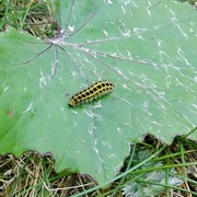 Seksflekket bloddråpesvermer (Zygaena filipendulae)