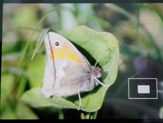 Engringvinge (Coenonympha pamphilus)