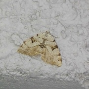Ripsbuemåler (Macaria wauaria)
