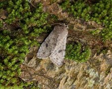 Variabelt seljefly (Orthosia incerta)