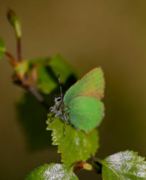 Grønnstjertvinge (Callophrys rubi)