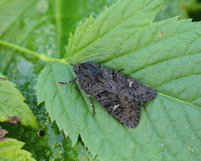 Stort lyngheifly (Aporophyla nigra)