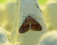 Fjærbarmåler (Thera firmata)