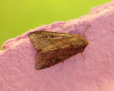 Teglrødt engfly (Apamea lateritia)