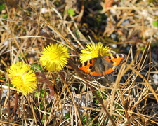 Neslesommerfugl (Aglais urticae)