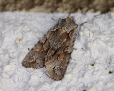 Porskappefly (Lithophane lamda)