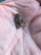 Buemerket seljefly (Orthosia gothica)