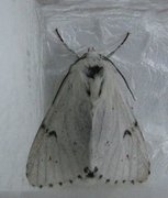 Hvitt kveldfly (Acronicta leporina)