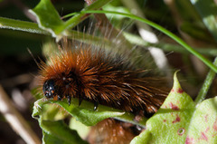 Brun bjørnespinner (Arctia caja)