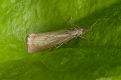 Årenebbmott (Chrysoteuchia culmella)