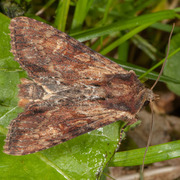 Kileengfly (Apamea crenata)