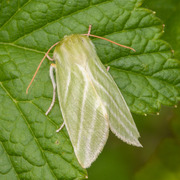 Rødfrynset båtfly (Pseudoips prasinana)