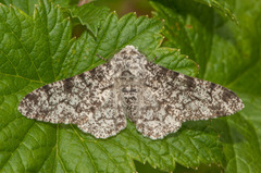 Bjørkelurvemåler (Biston betularia)