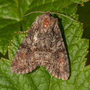 Busklundfly (Lacanobia thalassina)