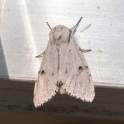 Hvitt kveldfly (Acronicta leporina)