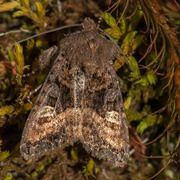 Lyktebærerfly (Euplexia lucipara)