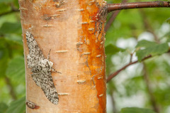 Bjørkelurvemåler (Biston betularia)