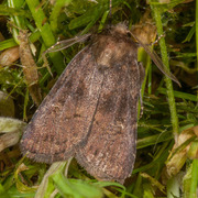 Skyggefly (Rusina ferruginea)