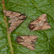 Kileengfly (Apamea crenata)