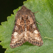 Lyktebærerfly (Euplexia lucipara)