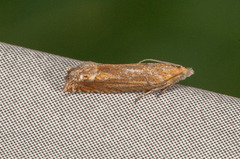 Perikumvikler (Lathronympha strigana)