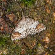 Almemåler (Venusia blomeri)