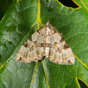 Svartflekket olivenmåler (Colostygia pectinataria)