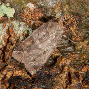 Rødfrynset teglfly (Diarsia brunnea)