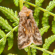 Fiolettbrunt metallfly (Autographa pulchrina)