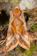 Rødbrunt metallfly (Autographa jota)