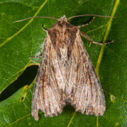 Kileengfly (Apamea crenata)