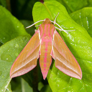 Stor snabelsvermer (Deilephila elpenor)