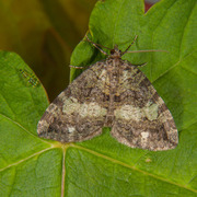 Seljebuskmåler (Hydriomena furcata)