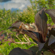 Større båndmetallfly (Diachrysia chrysitis)