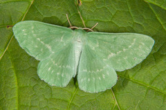 Kjempebladmåler (Geometra papilionaria)