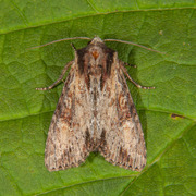 Kileengfly (Apamea crenata)