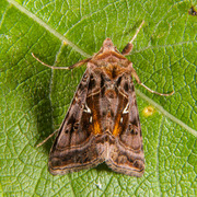 Fiolettbrunt metallfly (Autographa pulchrina)