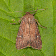 Teglrødt engfly (Apamea lateritia)