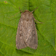 Krattfly (Graphiphora augur)