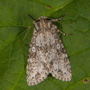 Grått hakefly (Polia nebulosa)