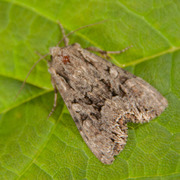 Busklundfly (Lacanobia thalassina)