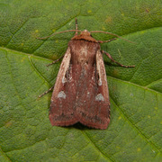 Hvitkantfly (Ochropleura plecta)