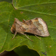 Større båndmetallfly (Diachrysia chrysitis)