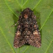 Røddusket engfly (Apamea rubrirena)