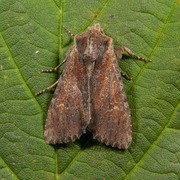 Teglrødt engfly (Apamea lateritia)