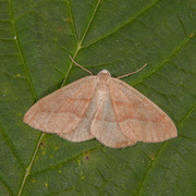 Barskogmåler (Hylaea fasciaria)